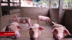 Nông dân thua lỗ vì heo rớt giá Nông dân thua lỗ vì heo rớt giá