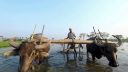 မြန်မာ့စိုက်ပျိုးရေး စက်မှုလယ်ယာ ပြောင်းဖို့ ကိုဗစ်ရံပုံငွေနဲ့ လုပ်နိုင်မလား မြန်မာ့စိုက်ပျိုးရေး စက်မှုလယ်ယာ ပြောင်းဖို့ ကိုဗစ်ရံပုံငွေနဲ့ လုပ်နိုင်မလား