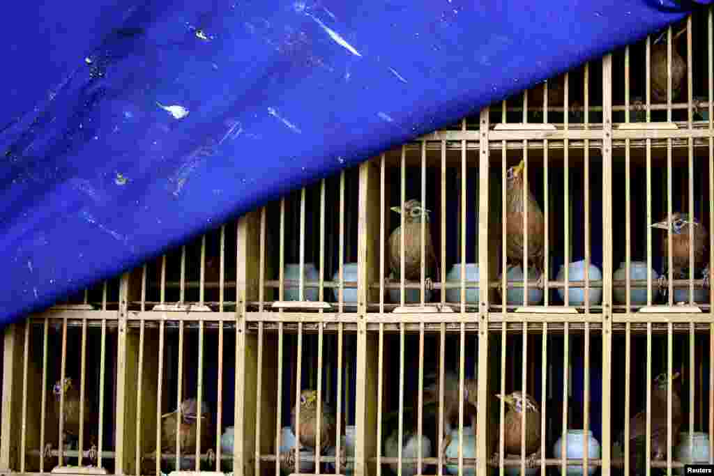 2018年7月9日,在中国云南省昆明市,警察举行打击非法野生动植物交易新闻发布会,展示没收的野鸟。