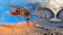 ဆင်တုပ်ကွေးရောဂါ ဆင်တုပ်ကွေးရောဂါ