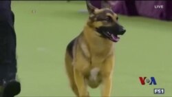 西敏寺犬展冠军出炉 西敏寺犬展冠军出炉