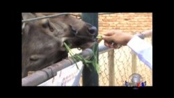 缅甸严厉打击野生动物销售 缅甸严厉打击野生动物销售