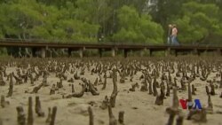 卫星图像显示澳大利亚红树林严重枯死 卫星图像显示澳大利亚红树林严重枯死