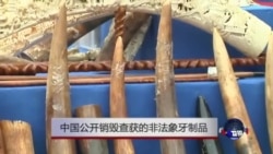 中国公开销毁查获的非法象牙制品 中国公开销毁查获的非法象牙制品
