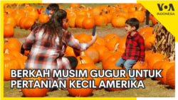 Berkah Musim Gugur untuk Pertanian Kecil Amerika Berkah Musim Gugur untuk Pertanian Kecil Amerika