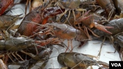 走进美国:揭秘美国路易斯安那州水煮小龙虾