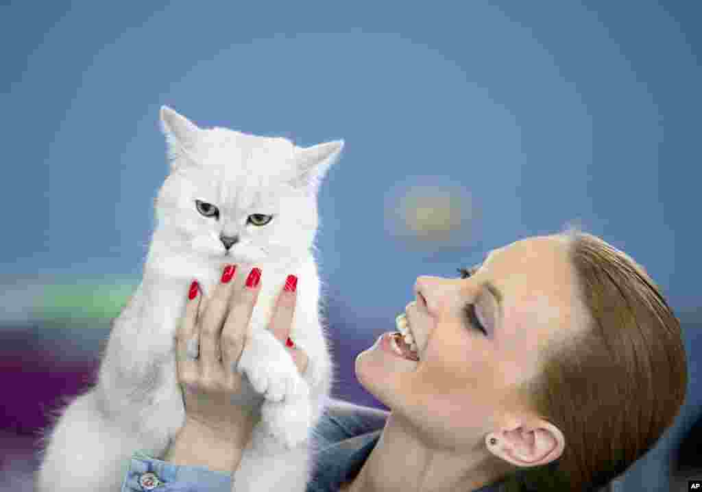 2015年4月26日,在罗马尼亚首都布加勒斯特举行的国际猫科动物选美大赛期间,一只英国短毛猫及其主人。