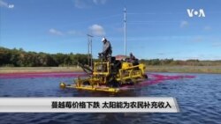 蔓越莓价格下跌 太阳能为农民补充收入 蔓越莓价格下跌 太阳能为农民补充收入