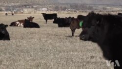 美国加州拉森乡民持续支持川普 美国加州拉森乡民持续支持川普