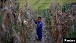 资料照:一名朝鲜男童手持铁锨站在玉米地里。
