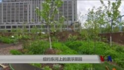 纽约东河上的漂浮菜园 纽约东河上的漂浮菜园