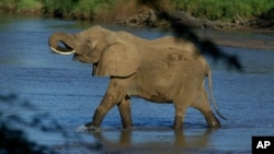 Ảnh tư liệu - Một con voi ở công viên quốc gia Samburu, Kenya.