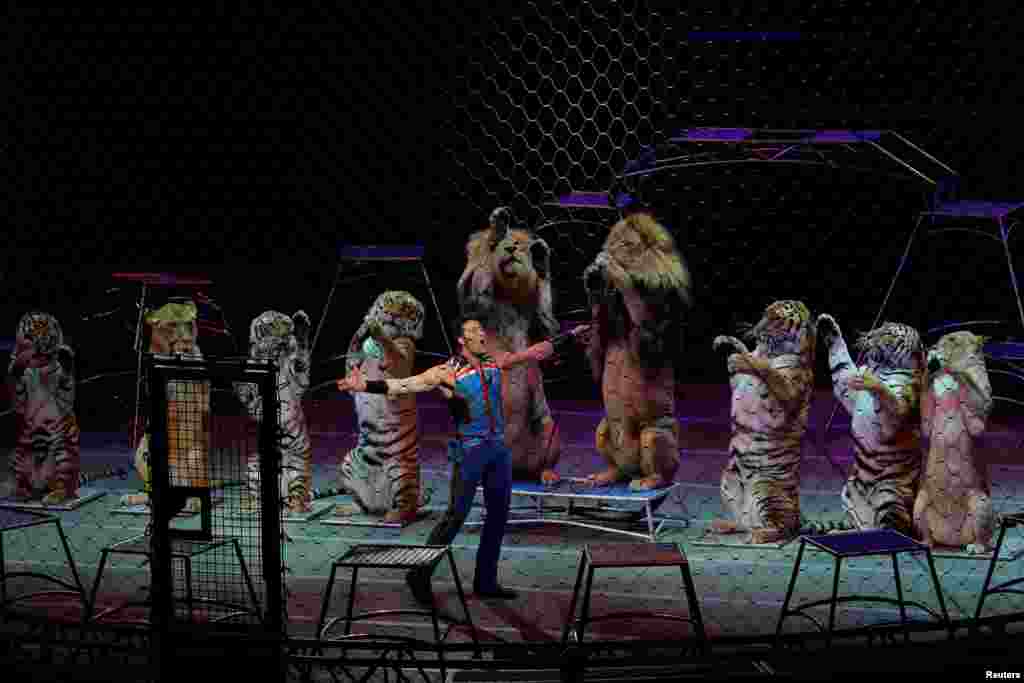 玲玲马戏团的驯兽师 Alexander Lacey 和老虎、狮子在玲玲马戏团(Ringling Bros. and Barnum & Bailey Circus)的最后一次表演中(2017年5月21日)