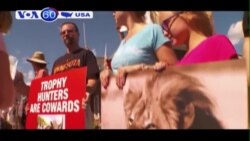 Zimbabwe bắt đầu thủ tục dẫn độ nha sĩ trong vụ săn sư tử Cecil (VOA60) Zimbabwe bắt đầu thủ tục dẫn độ nha sĩ trong vụ săn sư tử Cecil (VOA60)