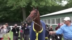 美国万花筒:37年首匹三冠王“美国法老”史上留名 美国万花筒:37年首匹三冠王“美国法老”史上留名