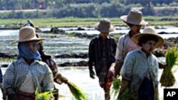 လယ်ယာမြေ ဥပဒေမူကြမ်း မတူကွဲပြား ခြားနားမှု