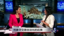 VOA连线:将象牙交易合法化的后果 VOA连线:将象牙交易合法化的后果