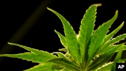 美国新泽西州种植的医用大麻(2019年3月22日)。