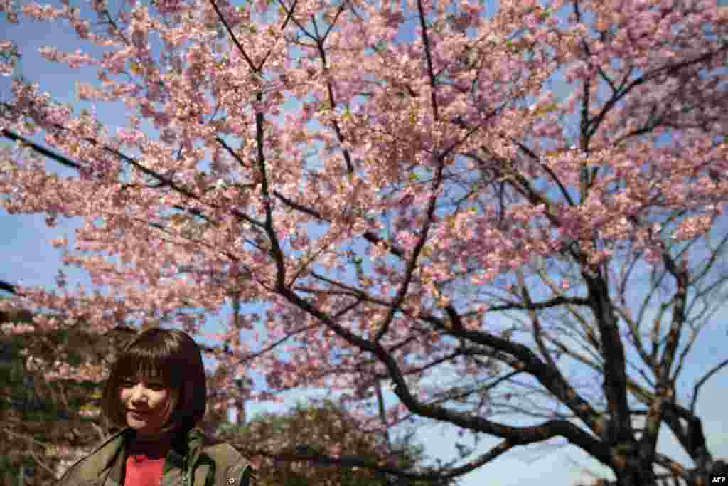 2018年3月3日,日本神奈川县江之岛,河津樱花繁茂,游客花下留影。樱花的原产地是哪里?人们往往想到日本。但中国和韩国的一些研究人员说,他们的国家才是樱花树的发源地。