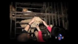 北京看点:广西狗肉节 “舌尖上的罪恶” 杀狗视频惨不忍睹 (视频有刺激镜头请慎入) 北京看点:广西狗肉节 “舌尖上的罪恶” 杀狗视频惨不忍睹 (视频有刺激镜头请慎入)