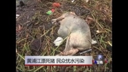 黄浦江漂浮死猪 民忧水质污染  黄浦江漂浮死猪 民忧水质污染