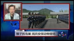 VOA连线:猴子拆鸟巢,阅兵安保动物登场 VOA连线:猴子拆鸟巢,阅兵安保动物登场