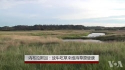 内布拉斯加:放牛吃草来维持草原健康 内布拉斯加:放牛吃草来维持草原健康