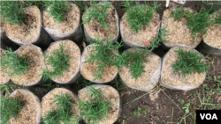 Bibit-bibit rosemary berjejer di dekat kantor Odesa Indonesia di Cimenyan. Rosemary adalah salah satu tanaman pangan yang dibagikan kepada warga untuk mengurangi belanja dapur mereka. (Foto: VOA/Rio Tuasikal)