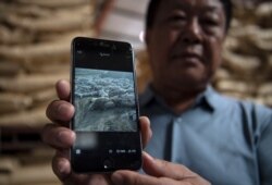 资料照:中国河北养猪农民孙大午用手机显示他饲养的猪因感染猪瘟死去的图片。 (2019年9月24日)