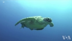 海洋变身塑料王国 幼龟生命受到威胁 海洋变身塑料王国 幼龟生命受到威胁