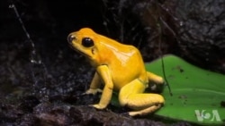 自然保护者继续应对偷猎和气候变化的挑战 自然保护者继续应对偷猎和气候变化的挑战