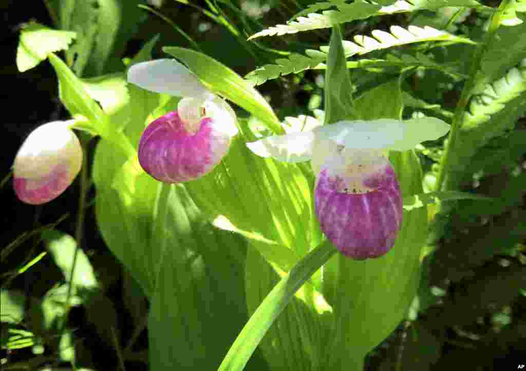 美国佛蒙特州哈特兰德的野兰花盛开,吸引美国各地游客(2017年6月22日)