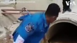 ထိုင်းမှာဖမ်းမိတဲ့ king cobra မြွေဟောက် ထိုင်းမှာဖမ်းမိတဲ့ king cobra မြွေဟောက်