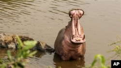 坦桑尼亚北部塞伦盖蒂国家公园内的一只河马。(2015年1月18日)