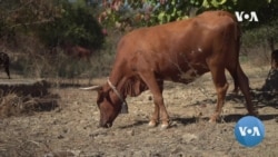 VOA英语视频:津巴布韦村民反对野生动物保护地附近的中国煤矿项目 VOA英语视频:津巴布韦村民反对野生动物保护地附近的中国煤矿项目
