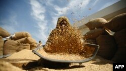 Một người đang sàng gạo tại khu chợ ở Bavla, Ahmedabad, Ấn Độ.