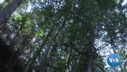 Invasive Species Causing Environmental Decline, New Report Warns Invasive Species Causing Environmental Decline, New Report Warns