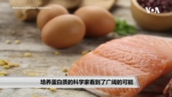 培养蛋白质的科学家看到了广阔的可能