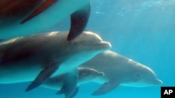 新生小海豚(中间)在母海豚的陪伴下游走在水中。