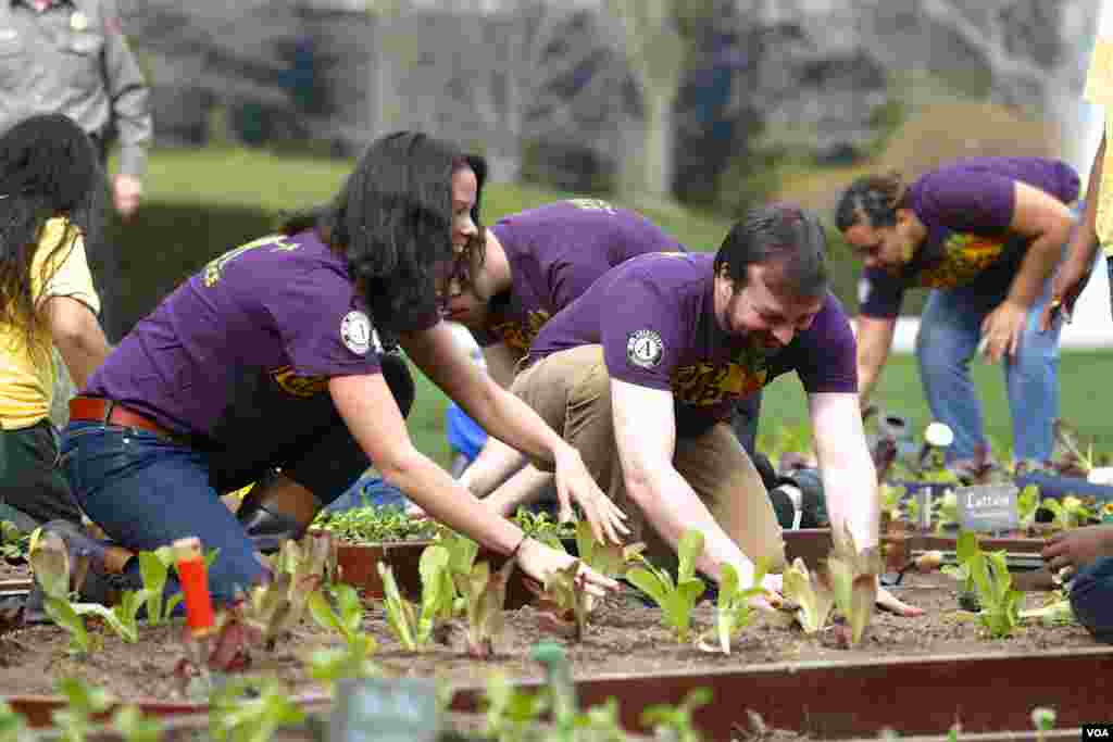 美国第一夫人白宫种菜推动全民健康(美国之音常晓拍摄)