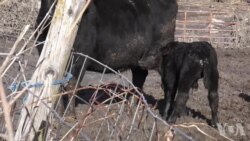 洪水袭击中西部 农民震惊之余着手灾后重建 洪水袭击中西部 农民震惊之余着手灾后重建