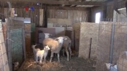 Islam di AS: Peternak Kecil Memasok Daging Kurban bagi Konsumen Muslim Islam di AS: Peternak Kecil Memasok Daging Kurban bagi Konsumen Muslim