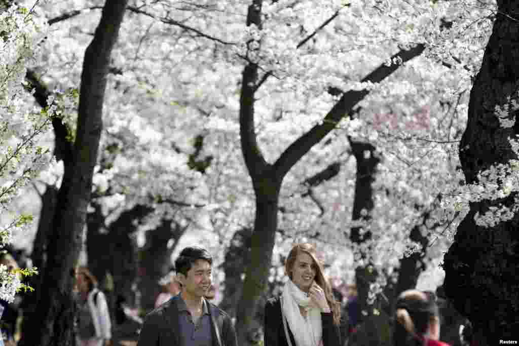 一对跨种族夫妇在华盛顿的潮汐盆地漫步樱花树下。(2015年4月11日)