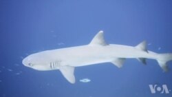 美研究人员发现 捕鲨间接造成鱼类体徵变化 美研究人员发现 捕鲨间接造成鱼类体徵变化