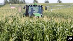 美国内布拉斯加州瓦胡市,一位农民在玉米地中作业。(2018年7月24日)