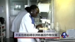 不实信息阻碍非洲转基因作物发展 不实信息阻碍非洲转基因作物发展