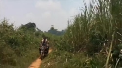 高度警惕的利比里亚边民防范埃博拉蔓延 高度警惕的利比里亚边民防范埃博拉蔓延