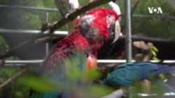 马里兰佛教寺庙为被弃鹦鹉提供避难所 马里兰佛教寺庙为被弃鹦鹉提供避难所