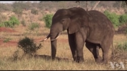 亚洲野生动物走私正在飞速增长 亚洲野生动物走私正在飞速增长