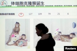 上海中国科学院神经科学研究所召开记者会展示克隆猴中中和华华。(2018年1月25日)
